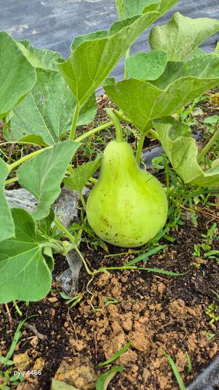 농꾼님의 옥수수 · 영농일지 작성글 사진