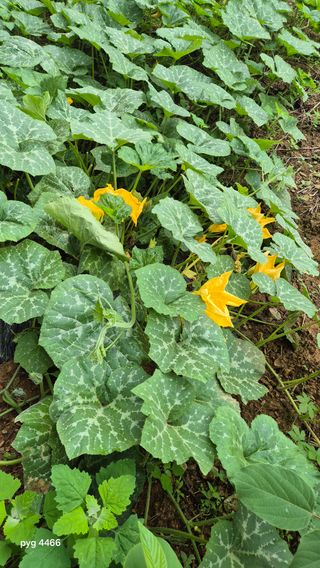 농꾼님의 옥수수 · 영농일지 작성글 사진