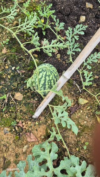 농꾼님의 옥수수 · 영농일지 작성글 사진