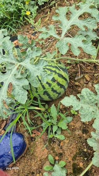 농꾼님의 옥수수 · 영농일지 작성글 사진