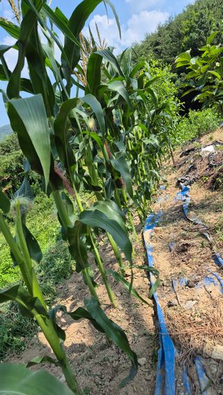 농꾼님의 옥수수 · 영농일지 작성글 사진