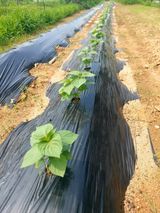 팜모닝 들깨·영농일지 게시글 이미지