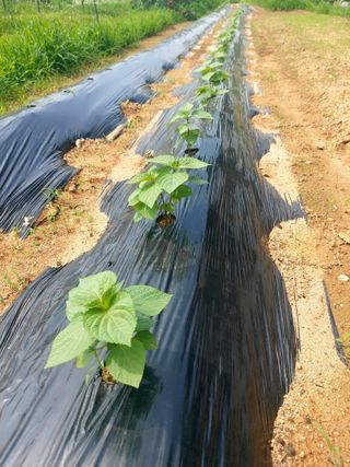 이명규님의 들깨 · 영농일지 작성글 사진