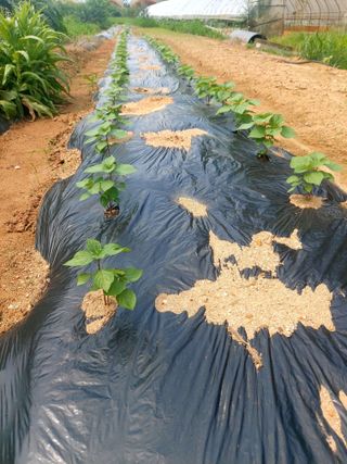 이명규님의 들깨 · 영농일지 작성글 사진