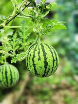 팜모닝 🎉상반기 결산 자랑하기·참여글 게시글 이미지