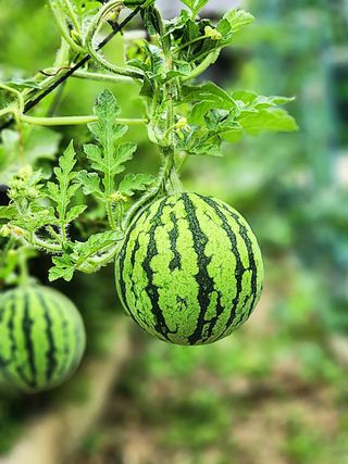 매실6483만물박사님의 🎉상반기 결산 자랑하기 · 참여글 작성글 사진