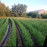 팜모닝 고구마·영농일지 게시글 이미지