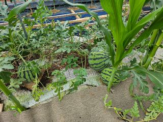 농업인님의 기타작물 · 영농일지 작성글 사진