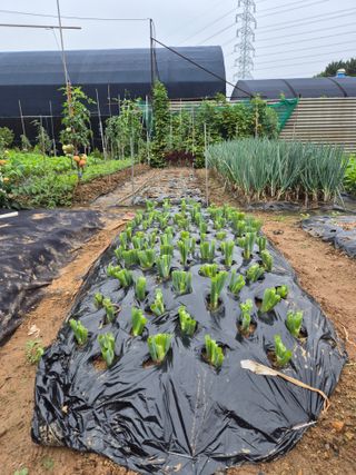 피알농부님의 파 · 영농일지 작성글 사진