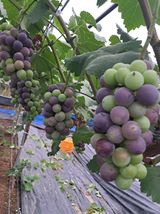 팜모닝 포도·자유게시판 게시글 이미지