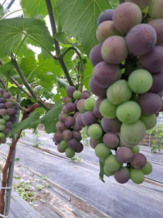 포도님의 포도 · 자유게시판 작성글 사진