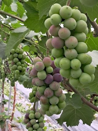 포도님의 포도 · 자유게시판 작성글 사진