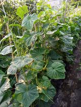 팜모닝 오이·영농일지 게시글 이미지