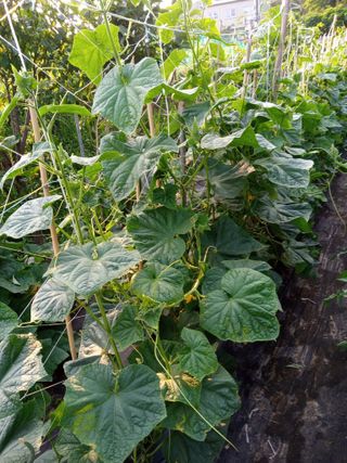 농사왕초보농부님의 오이 · 영농일지 작성글 사진