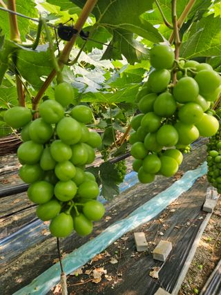 주영덕님의 포도 · 영농일지 작성글 사진