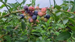 김동만님의 블루베리 · 영농일지 작성글 사진