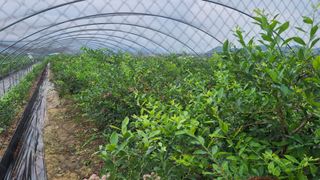 김동만님의 블루베리 · 영농일지 작성글 사진