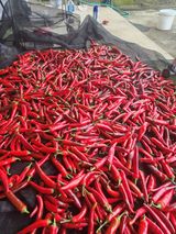 팜모닝 고추·영농일지 게시글 이미지