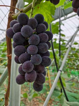 원예사랑님의 포도 · 영농일지 작성글 사진