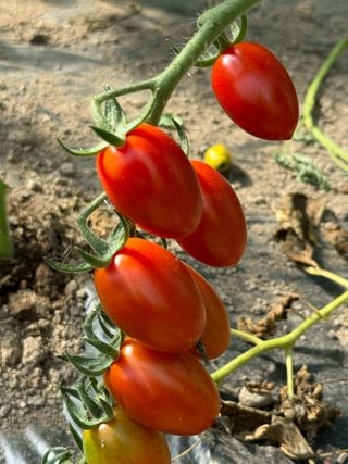 연재홍님의 토마토 · 영농일지 작성글 사진