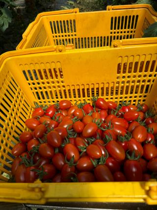 연재홍님의 토마토 · 영농일지 작성글 사진