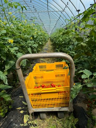 연재홍님의 토마토 · 영농일지 작성글 사진