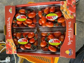 연재홍님의 토마토 · 영농일지 작성글 사진