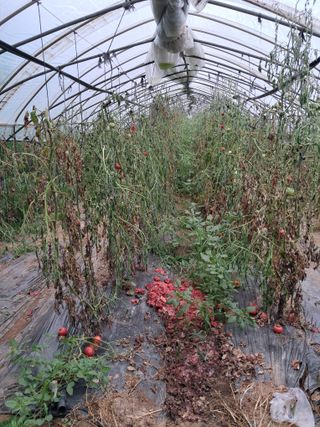 이학구님의 토마토 · 영농일지 작성글 사진