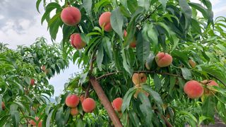 벼10129박병기님의 복숭아 · 영농일지 작성글 사진