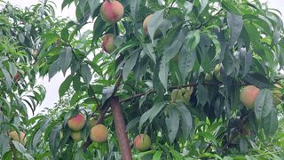 벼10129박병기님의 복숭아 · 영농일지 작성글 사진