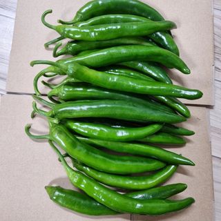 훈&팜님의 고추 · 영농일지 작성글 사진