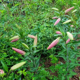 훈&팜님의 고추 · 영농일지 작성글 사진