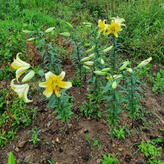 훈&팜님의 고추 · 영농일지 작성글 사진