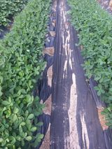 팜모닝 🎉상반기 결산 자랑하기·참여글 게시글 이미지