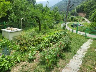 액티브맨님의 고구마 · 영농일지 작성글 사진