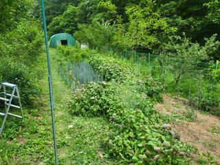 액티브맨님의 고구마 · 영농일지 작성글 사진