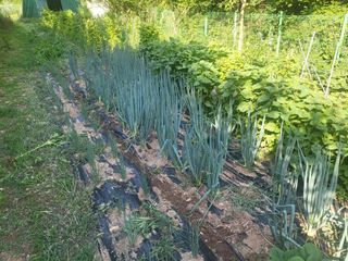 액티브맨님의 고구마 · 영농일지 작성글 사진