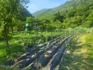 액티브맨님의 고구마 · 영농일지 작성글 사진