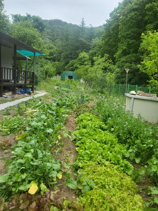 액티브맨님의 고구마 · 영농일지 작성글 사진