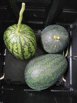 팜모닝 들깨·영농일지 게시글 이미지