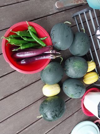 양중진님의 기타작물 · 영농일지 작성글 사진