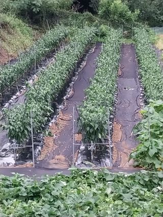 양중진님의 기타작물 · 영농일지 작성글 사진