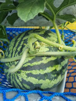 이남신님의 자유주제 · 자유게시판 작성글 사진