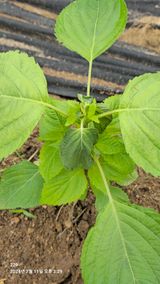 팜모닝 들깨·병해충상담 게시글 이미지