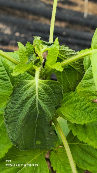 229님의 들깨 · 병해충상담 작성글 사진