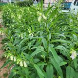 팜모닝 참깨·영농일지 게시글 이미지