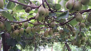 태능김동수님의 기타작물 · 영농일지 작성글 사진