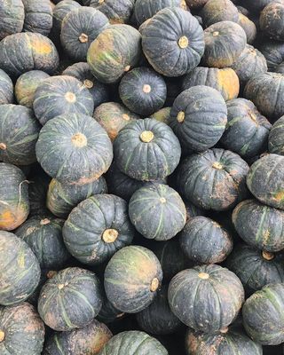 제주부자팜님의 호박 · 영농일지 작성글 사진