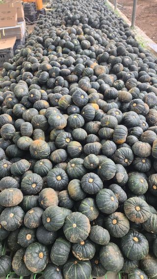 제주부자팜님의 호박 · 영농일지 작성글 사진