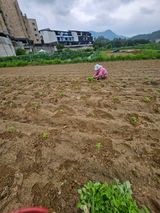 팜모닝 들깨·영농일지 게시글 이미지